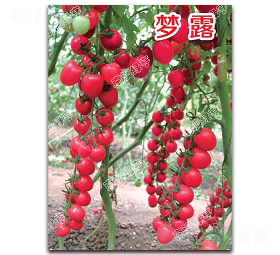 å¤¢éœ²-æ«»æ¡ƒç•ªèŒ„ç¨®å­-å—æ¾³ç¶ äº¨