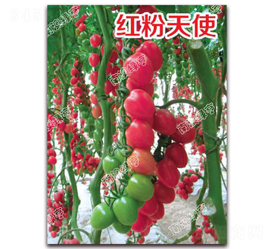 ç´…ç²‰å¤©ä½¿-æ«»æ¡ƒç•ªèŒ„ç¨®å­-å—æ¾³ç¶ äº¨