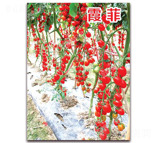 éœžè²-æ«»æ¡ƒç•ªèŒ„ç¨®å­-å—æ¾³ç¶ äº¨