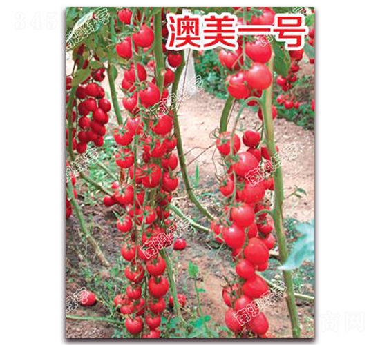 澳美一號(hào)-櫻桃番茄種子-南澳綠亨