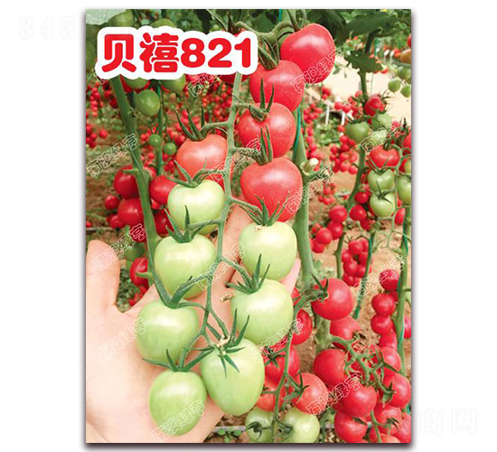 è²ç¦§821-æ«»æ¡ƒç•ªèŒ„ç¨®å­-å—æ¾³ç¶ äº¨