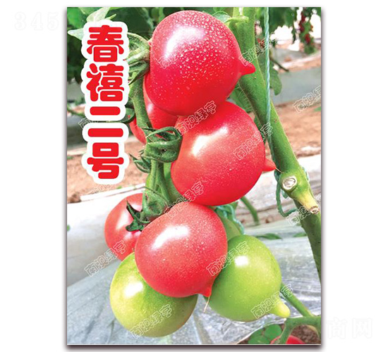 春禧二號-櫻桃番茄種子-南澳綠亨