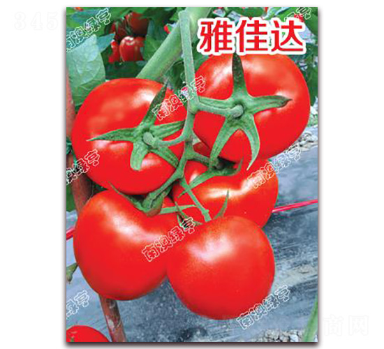 雅佳達(dá)-大紅番茄種子-南澳綠亨