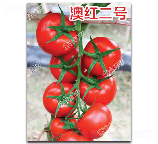 澳紅二號-大紅番茄種子-南澳綠亨