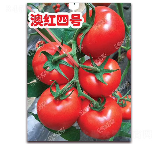 澳紅四號-大紅番茄種子-南澳綠亨