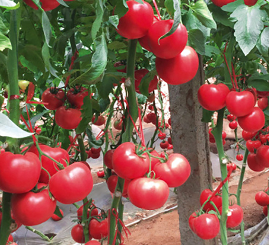 èœç ”75-è¥¿ç´…æŸ¿ç¨®å­-åœ£æ™¨è¾²(nÃ³ng)æ¥­(yÃ¨)