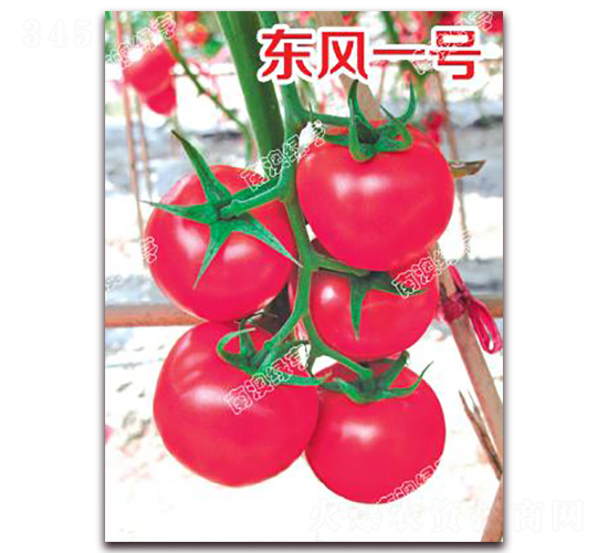 東風一號-粉果番茄種子-南澳綠亨