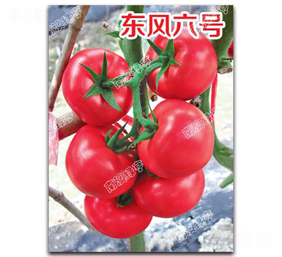 東風(fēng)六號(hào)-粉果番茄種子-南澳綠亨