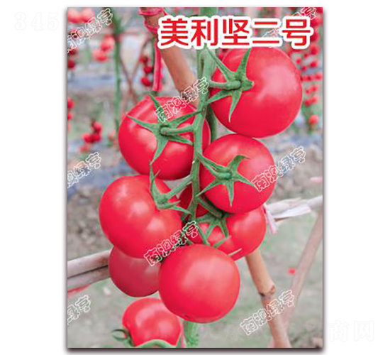 美利堅(jiān)二號(hào)-粉果番茄種子-南澳綠亨