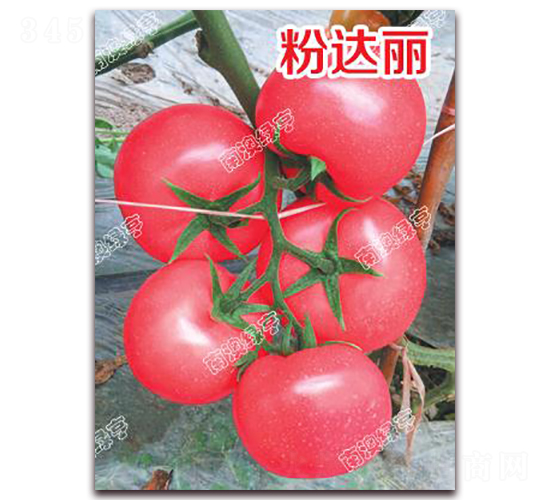 ç²‰é”(dÃ¡)éº—-ç²‰æžœç•ªèŒ„ç¨®å­-å—æ¾³ç¶ äº¨
