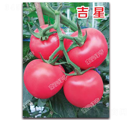 吉星-粉果番茄種子-南澳綠亨