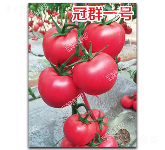 å† ç¾¤ä¸€è™Ÿ(hÃ o)-ç²‰æžœç•ªèŒ„ç¨®å­-å—æ¾³ç¶ äº¨