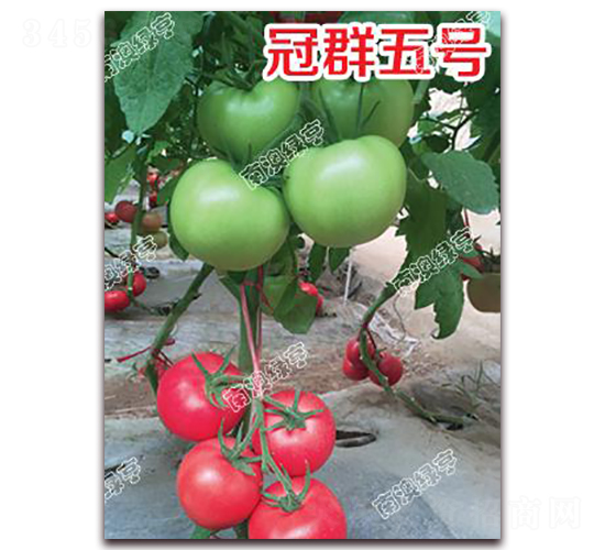 å† ç¾¤äº”è™Ÿ-ç²‰æžœç•ªèŒ„ç¨®å­-å—æ¾³ç¶ äº¨