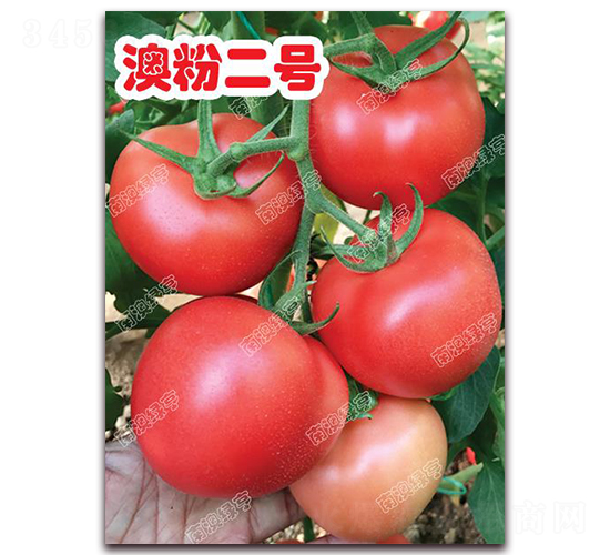 æ¾³ç²‰äºŒè™Ÿ-ç²‰æžœç•ªèŒ„ç¨®å­-å—æ¾³ç¶ äº¨