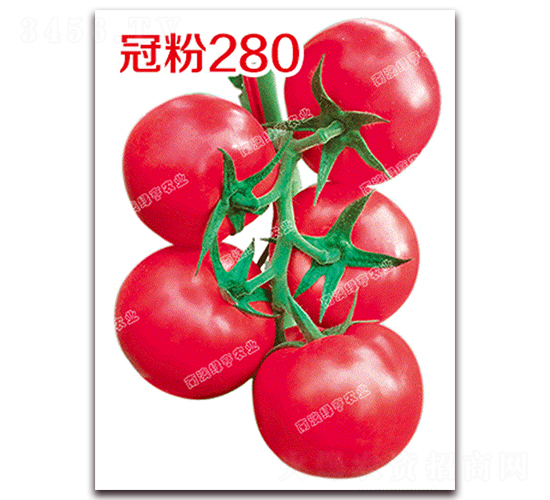 å† ç²‰280-ç²‰æžœç•ªèŒ„ç¨®å­-å—æ¾³ç¶ äº¨
