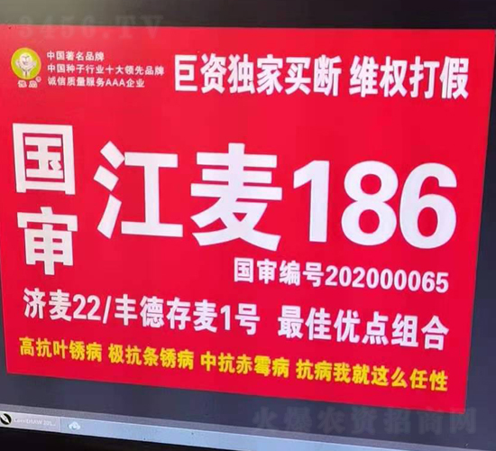 åœ‹å¯©æ±Ÿéº¥186-å°éº¥ç¨®å­-åœ‹ç§‘è¾²(nÃ³ng)æ¥­(yÃ¨)
