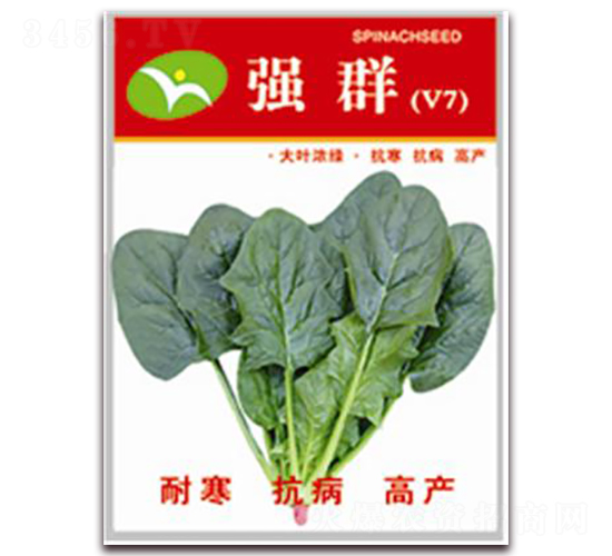 強(qiáng)群-菠菜種子-宏偉種業(yè)