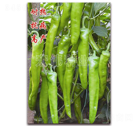 金劍8號-辣椒種子-宏偉種業(yè)