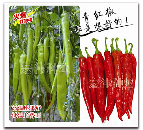 炎帝一號(hào)-辣椒種子-宏偉種業(yè)