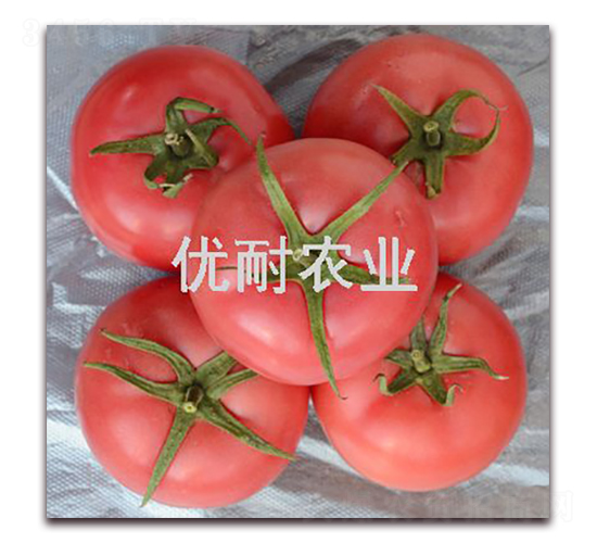 利格萊特-番茄種子-優(yōu)耐農業(yè)