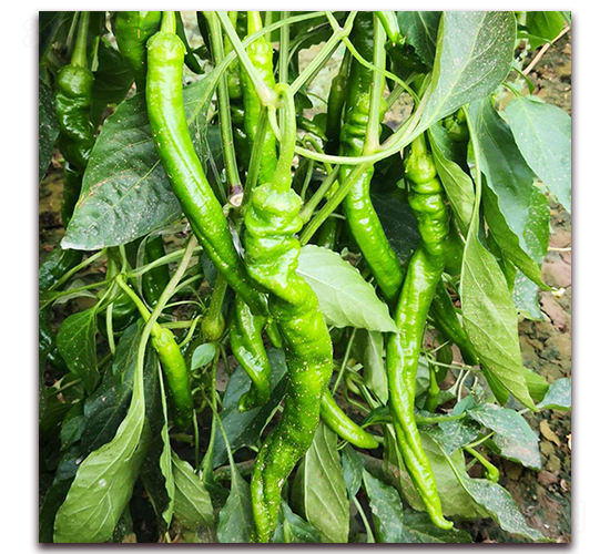 隴椒1-辣椒種子-德爾農業(yè)