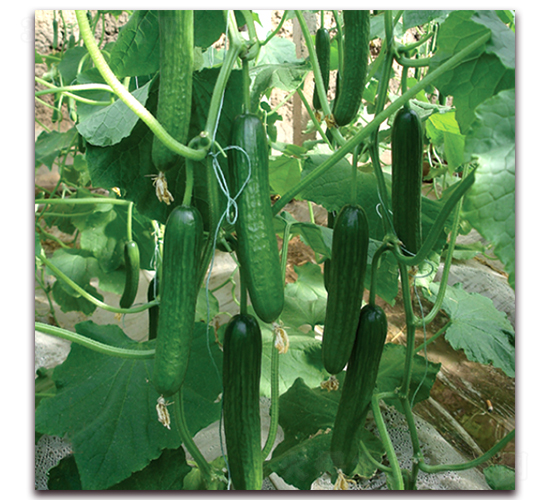 芭芭拉-黃瓜種子-德爾農(nóng)業(yè)