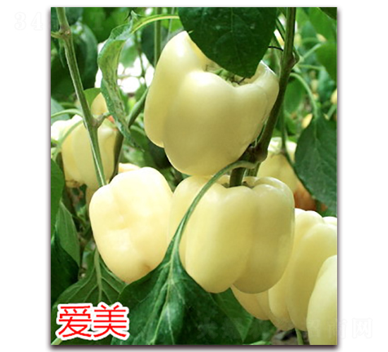 愛美-辣椒種子-萬宇農(nóng)業(yè)