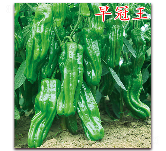 早冠王-辣椒種子-萬宇農(nóng)業(yè)
