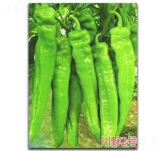 川野2號-辣椒種子-萬宇農(nóng)業(yè)