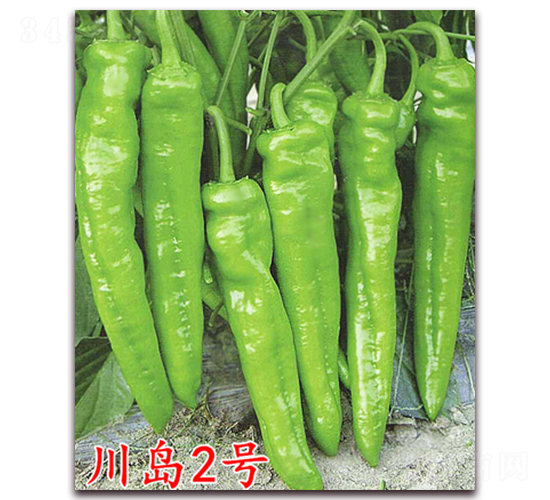 å·å³¶2è™Ÿ(hÃ o)-è¾£æ¤’ç¨®å­-è¬å®‡è¾²(nÃ³ng)æ¥­(yÃ¨)