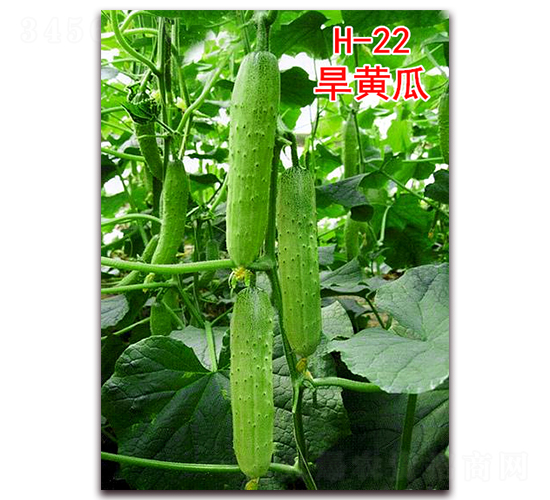 旱黃瓜H-22-黃瓜種子-萬宇農(nóng)業(yè)