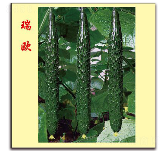 瑞歐-黃瓜種子-萬宇農(nóng)業(yè)