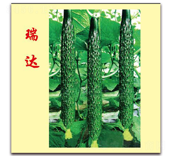 瑞達(dá)-黃瓜種子-萬(wàn)宇農(nóng)業(yè)