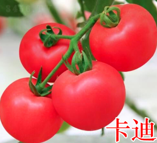 卡迪-粉果番茄種子-萬(wàn)宇農(nóng)業(yè)