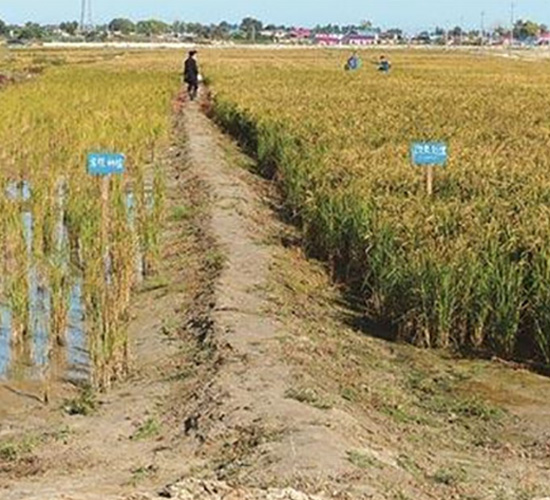 鹽堿地改良肥實(shí)拍圖-富瑞豐