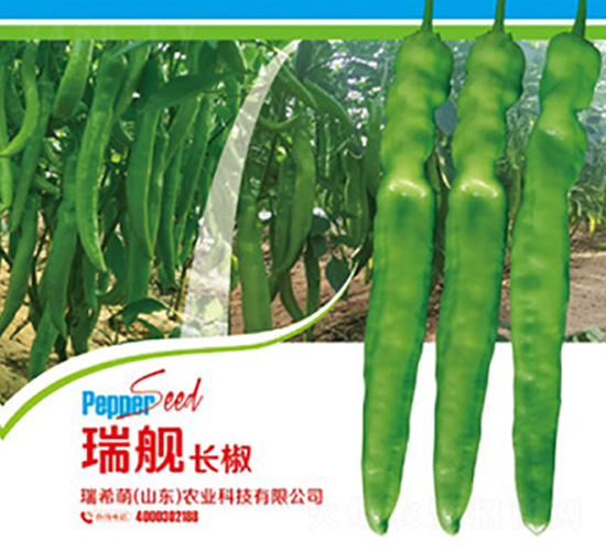 瑞艦長(zhǎng)椒-辣椒種子-瑞希萌