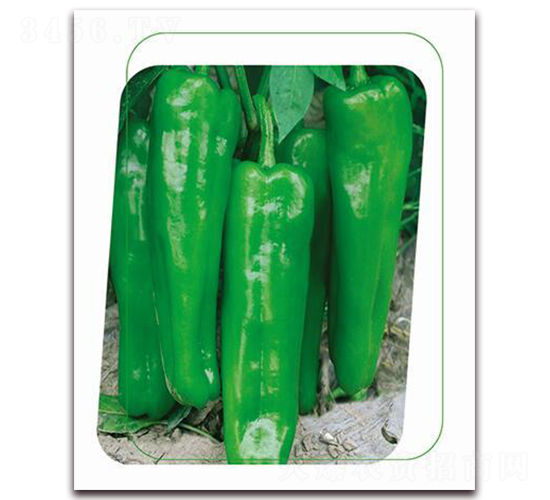 國美5號(hào)-辣椒種子-鼎優(yōu)農(nóng)業(yè)