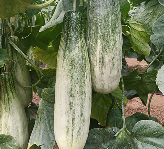 åšæ´‹9è™Ÿ(hÃ o)-ç”œç“œç¨®å­-å¤©å®ç¨®æ¥­(yÃ¨)