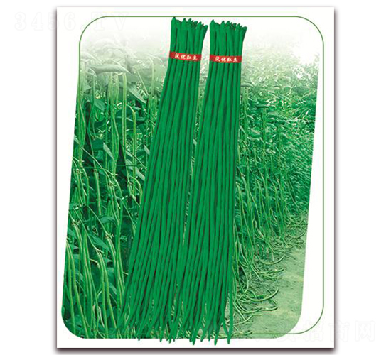 沃豇6號(hào)-豇豆種子-鼎優(yōu)農(nóng)業(yè)