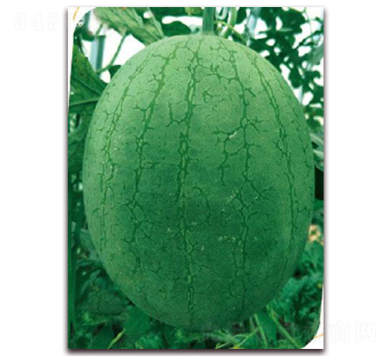 越秀-西瓜種子-鼎優(yōu)農業(yè)