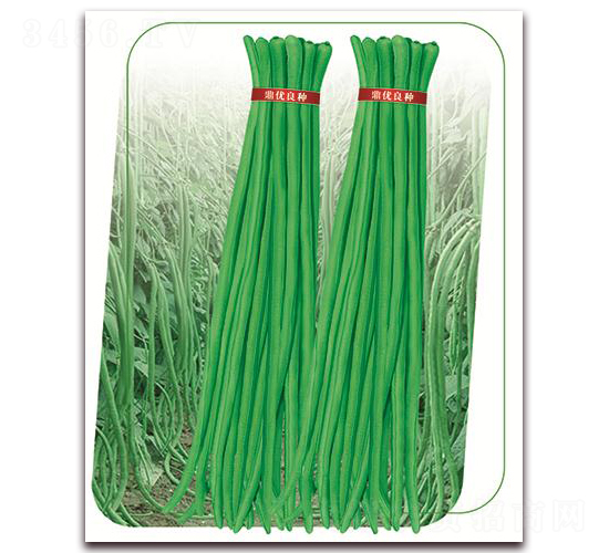 沃豇3號(hào)-豇豆種子-鼎優(yōu)農(nóng)業(yè)
