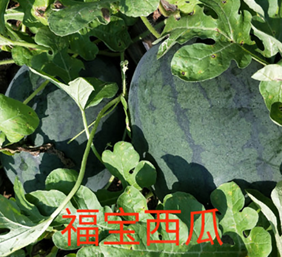 ç¦å¯¶-è¥¿ç“œç¨®å­-æ˜ å±±é¾