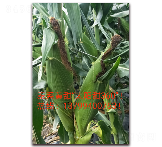 太陽(yáng)甜360-水果玉米種子-映山龍