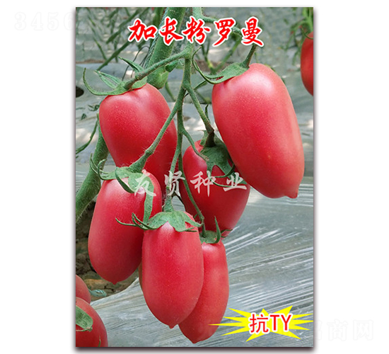 åŠ é•·ç²‰ç¾…æ›¼-åµåž‹æžœç•ªèŒ„ç¨®å­-å‹è³¢ç¨®æ¥­(yÃ¨)