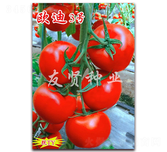 æ­è¿ª3è™Ÿ(hÃ o)-ç´…è‰²å¤§ç•ªèŒ„ç¨®å­-å‹è³¢ç¨®æ¥­(yÃ¨)