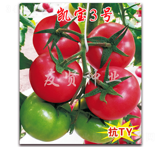 凱寶3號-粉色大番茄種子-友賢種業(yè)