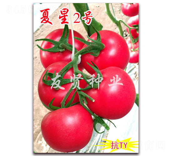 夏星2號(hào)-粉色大番茄種子-友賢種業(yè)
