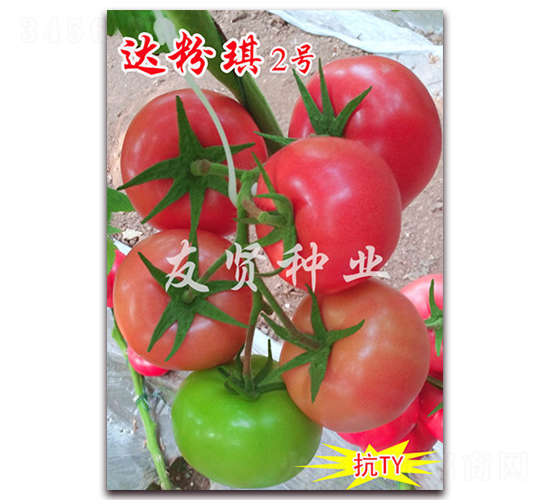 達(dá)粉琪2號(hào)-粉色大番茄種子-友賢種業(yè)