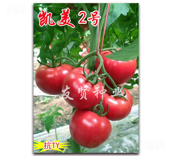 凱美2號-粉色大番茄種子-友賢種業(yè)