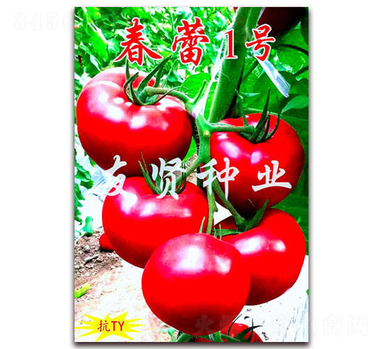 春蕾1號(hào)-粉色大番茄種子-友賢種業(yè)